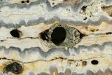 Mammoth Molar Slice With Case - South Carolina #349977-1